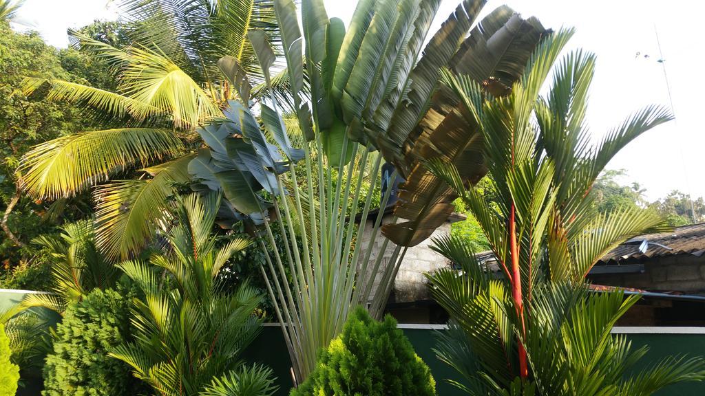 Coral Palm Villa And Apartment Unawatuna Exterior photo